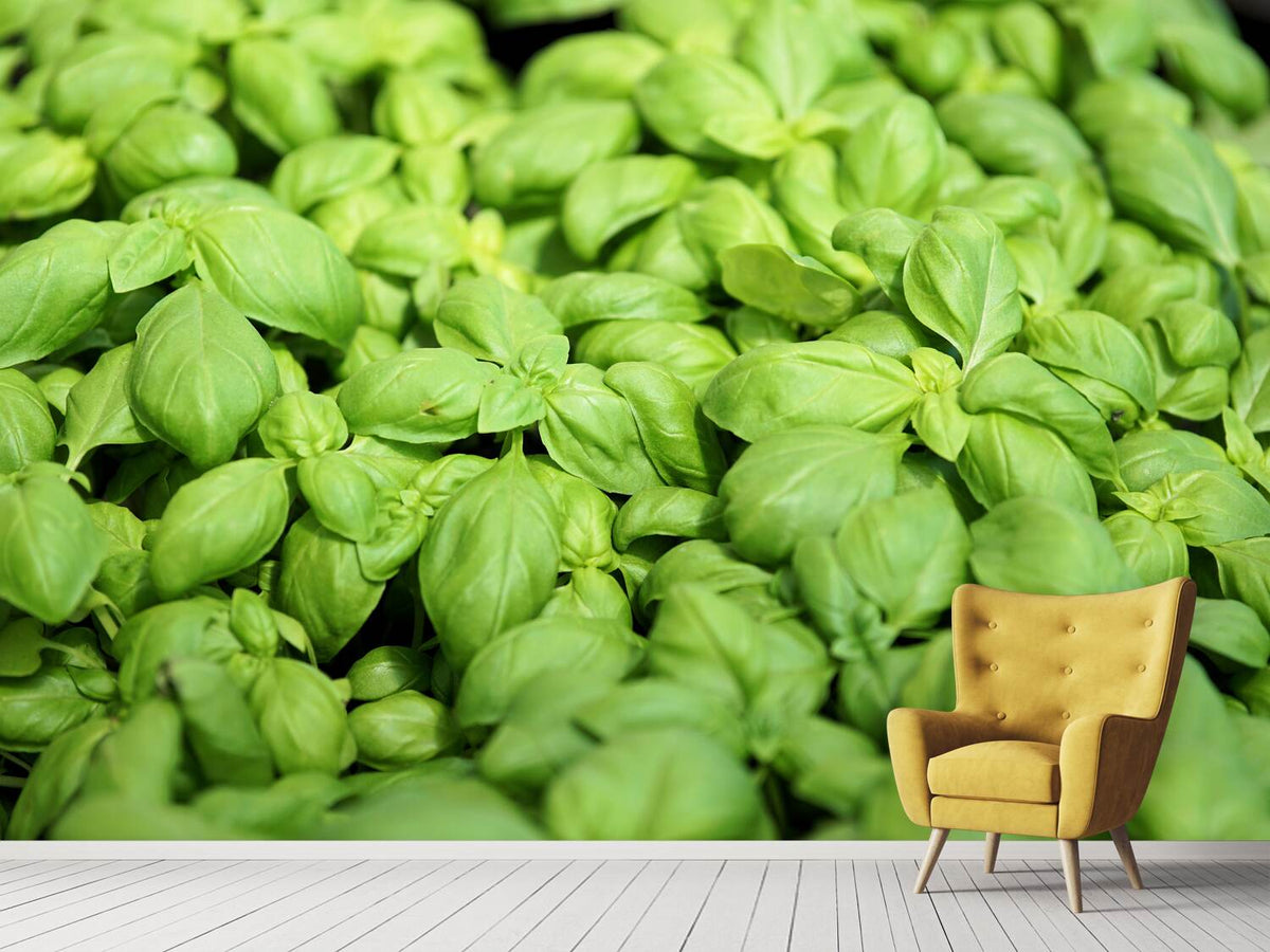 photo-wallpaper-all-basil