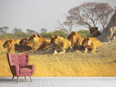 photo-wallpaper-lion-family