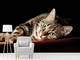 photo-wallpaper-relaxed-cat