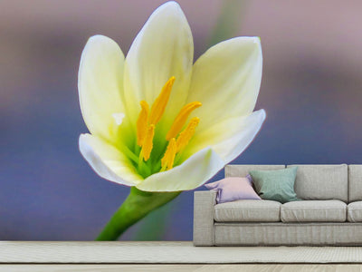 photo-wallpaper-close-up-yellow-blossom