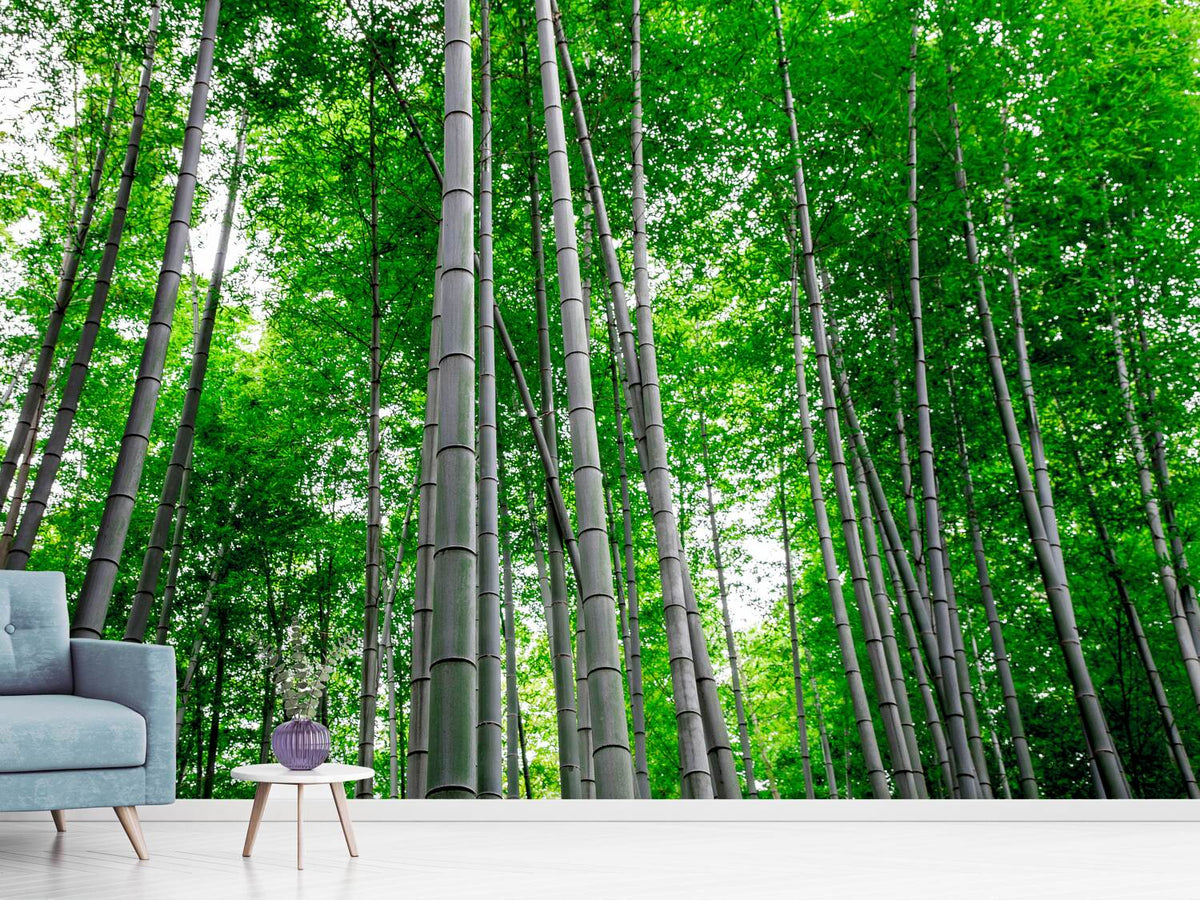 photo-wallpaper-bamboo-forest