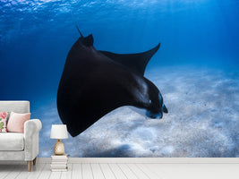 photo-wallpaper-dancing-manta