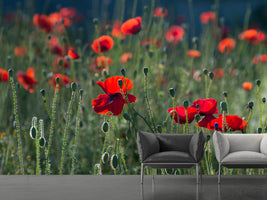 photo-wallpaper-wild-poppy