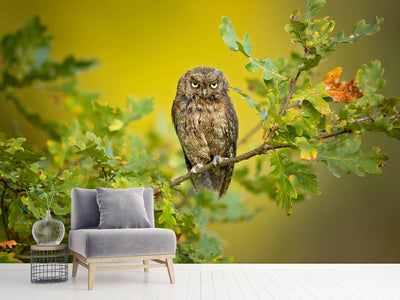 photo-wallpaper-eurasian-scops-owl-x