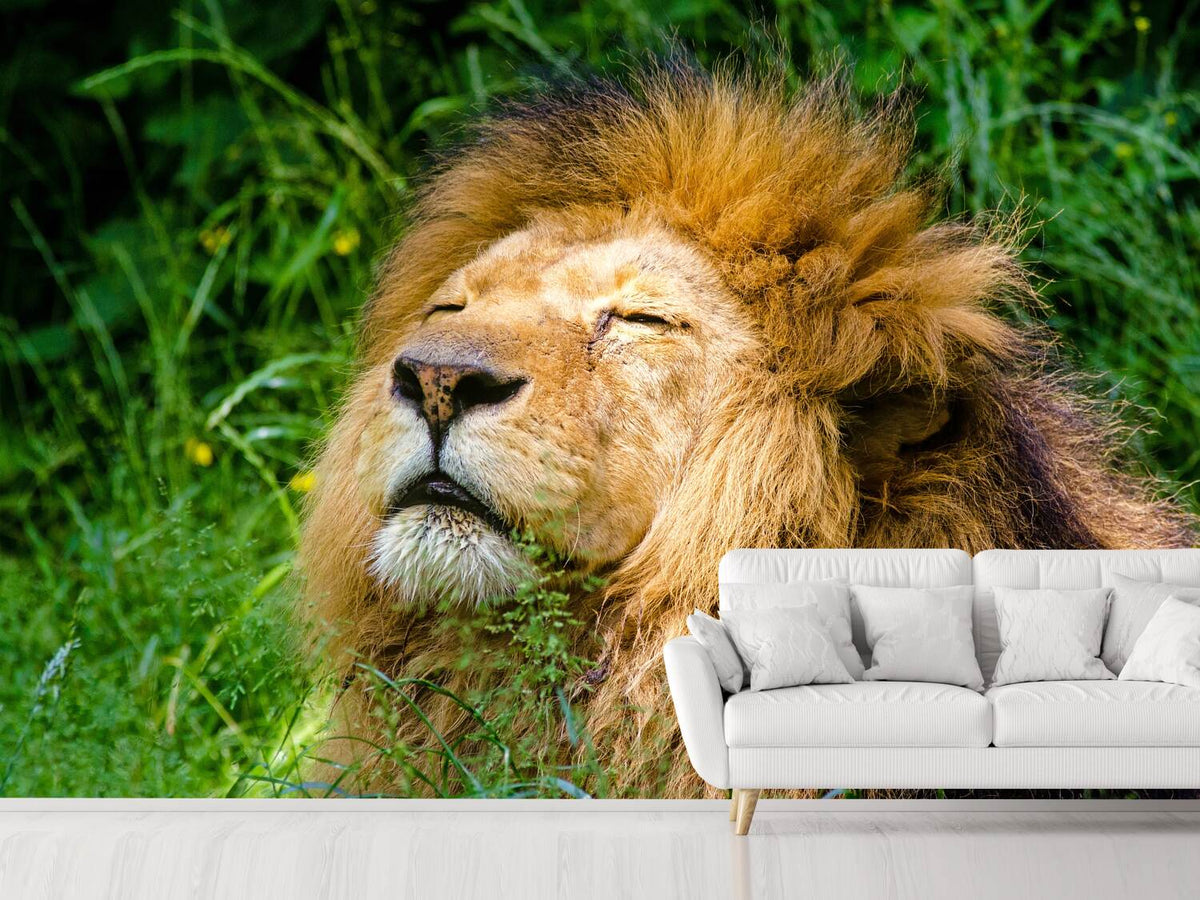 photo-wallpaper-sleeping-lion