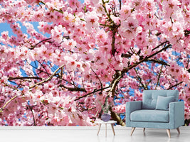 photo-wallpaper-wonderful-japanese-cherry