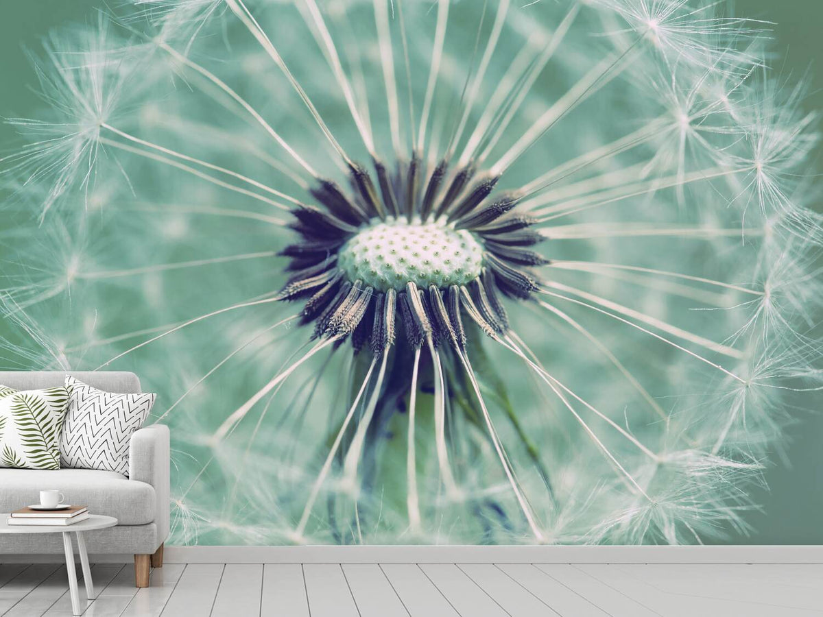 photo-wallpaper-close-up-dandelion