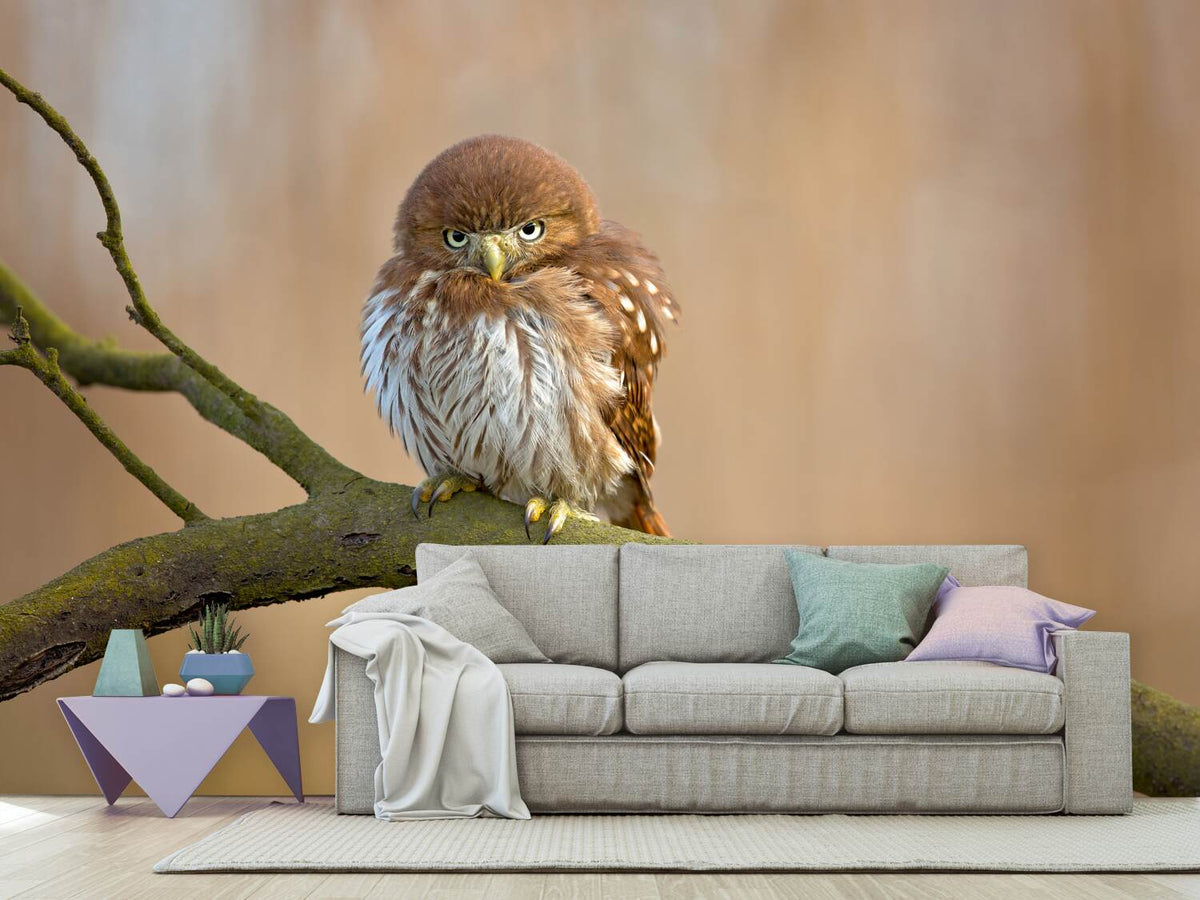 photo-wallpaper-ferruginous-pygmy-owl-x