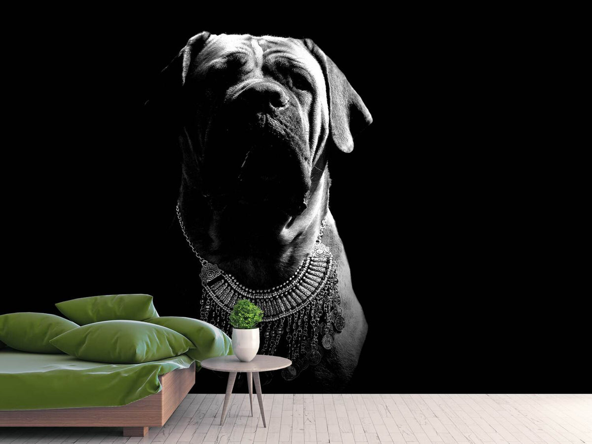 photo-wallpaper-the-boerboel-sw