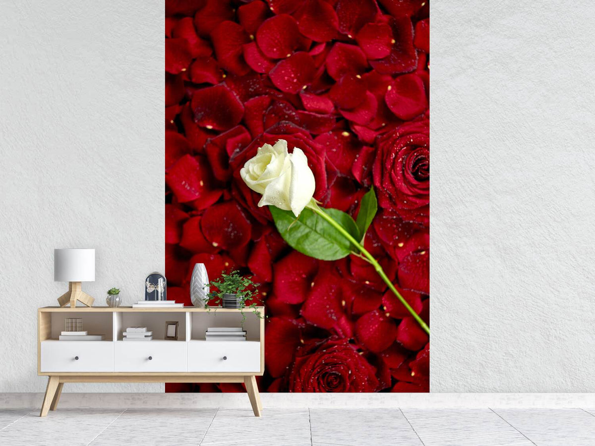 photo-wallpaper-bed-of-roses