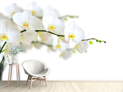 photo-wallpaper-white-orchids