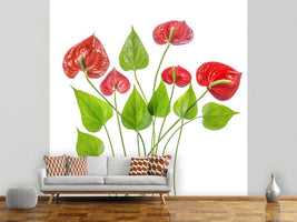 photo-wallpaper-anthurium