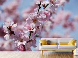 photo-wallpaper-japanese-cherry-tree-close-up