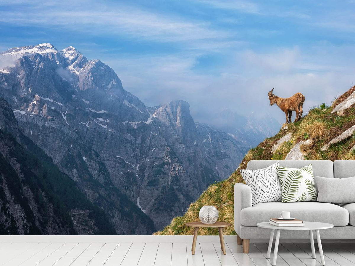 photo-wallpaper-alpine-ibex-in-the-mountains-x