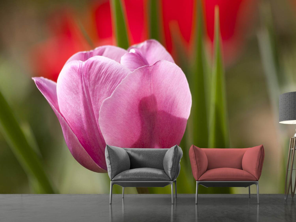 photo-wallpaper-tulip-pretty-in-pink