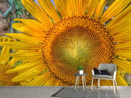 photo-wallpaper-inflorescence-of-a-sunflower