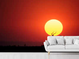 photo-wallpaper-an-african-sunset-x