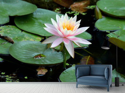 photo-wallpaper-the-proud-water-lily