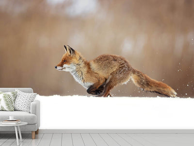 photo-wallpaper-red-fox-xmv