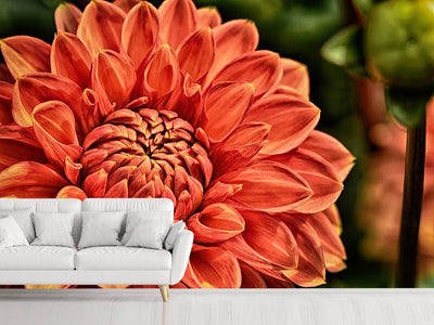 photo-wallpaper-painting-of-a-dahlia