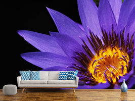 photo-wallpaper-xl-water-lily-in-purple