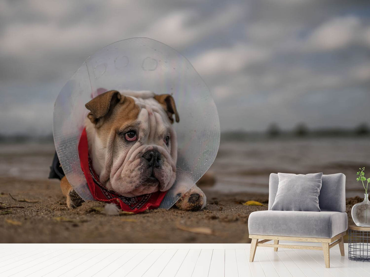 photo-wallpaper-the-vet-gave-me-this-collarand-i-am-not-happy-with-it