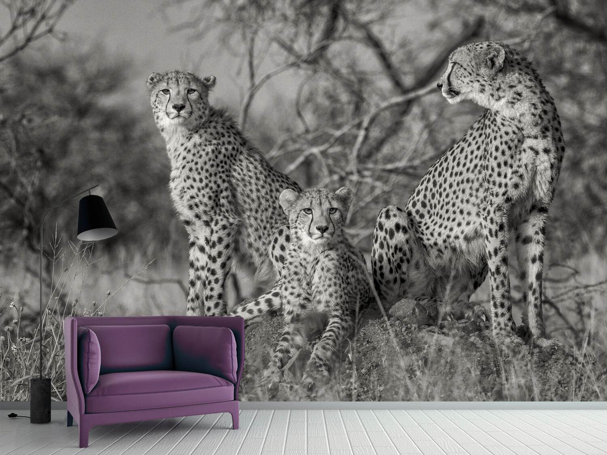 photo-wallpaper-three-cats