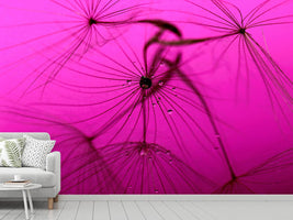 photo-wallpaper-dandelion-in-pink