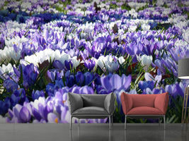 photo-wallpaper-a-field-full-of-crocuses