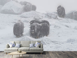 photo-wallpaper-muskox-x