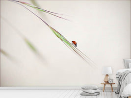 photo-wallpaper-ladybug