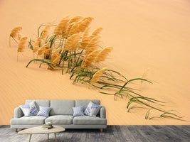 photo-wallpaper-pampas-grass-in-sand-dune-x