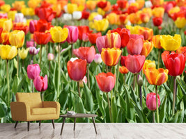 photo-wallpaper-a-colorful-tulip-field