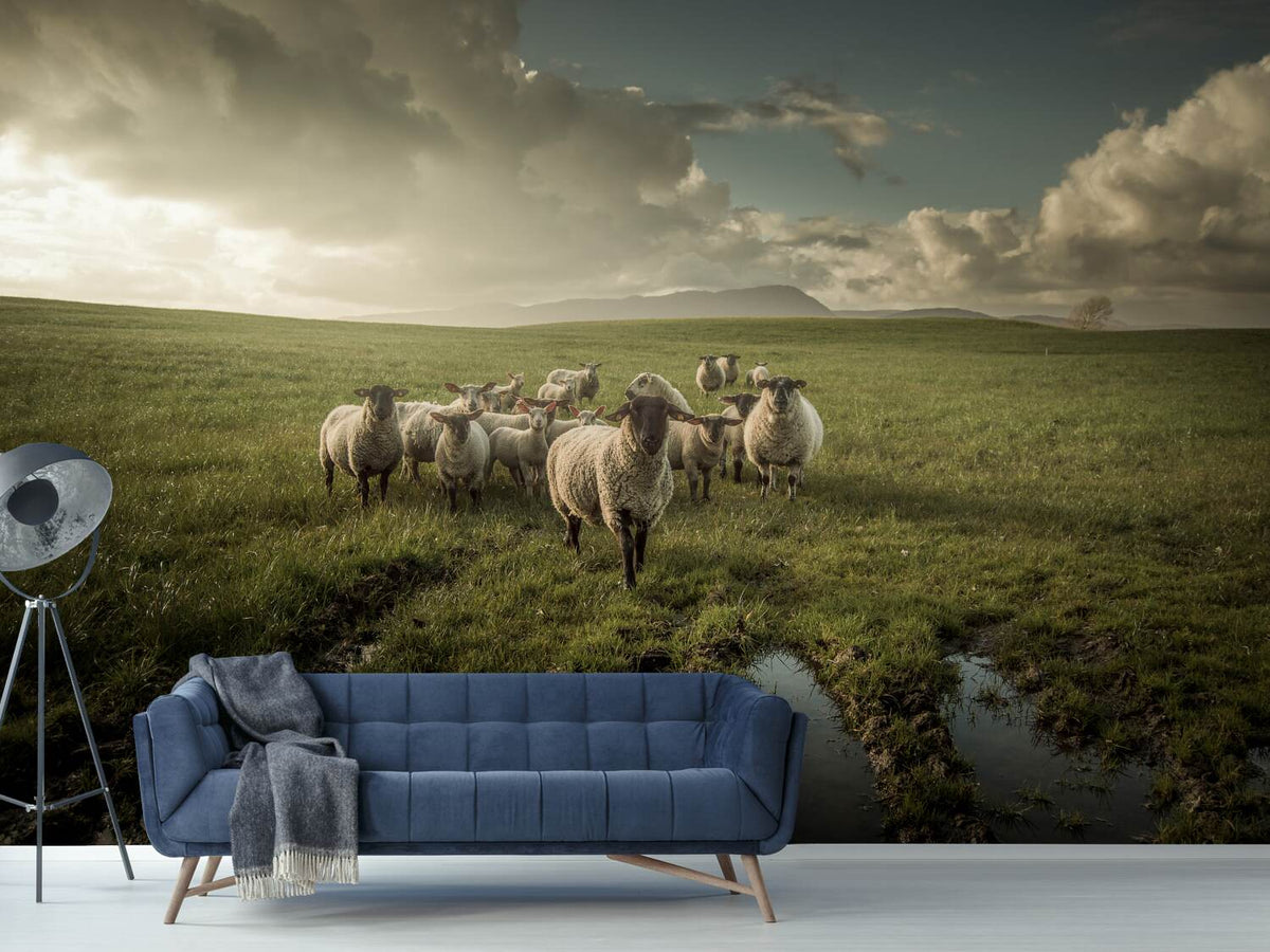 photo-wallpaper-sheep-x