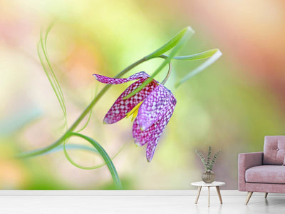 photo-wallpaper-snake-s-head-fritillary-x