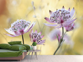 photo-wallpaper-astrantia-major