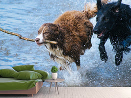 photo-wallpaper-playing-dogs