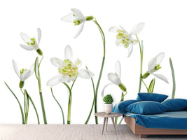 photo-wallpaper-spring-snowdrops