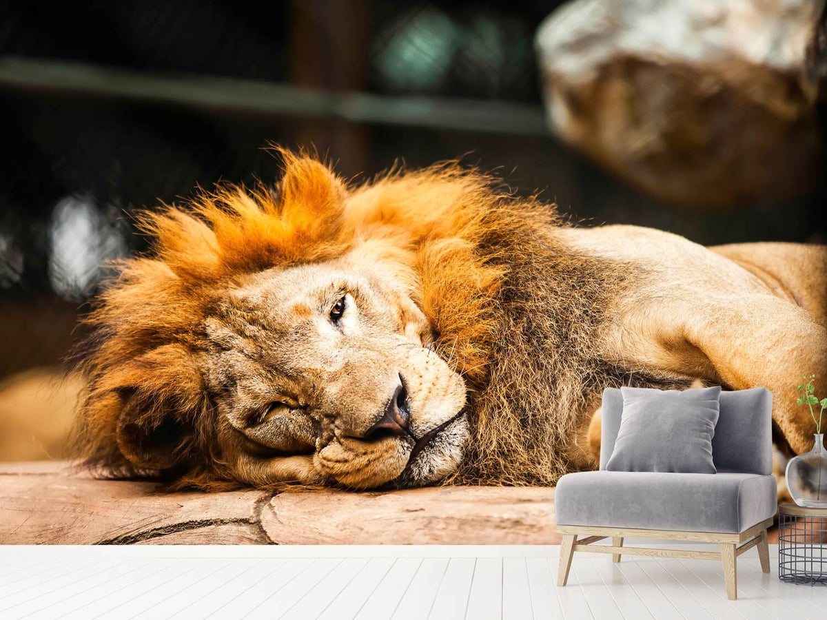 photo-wallpaper-relaxed-lion