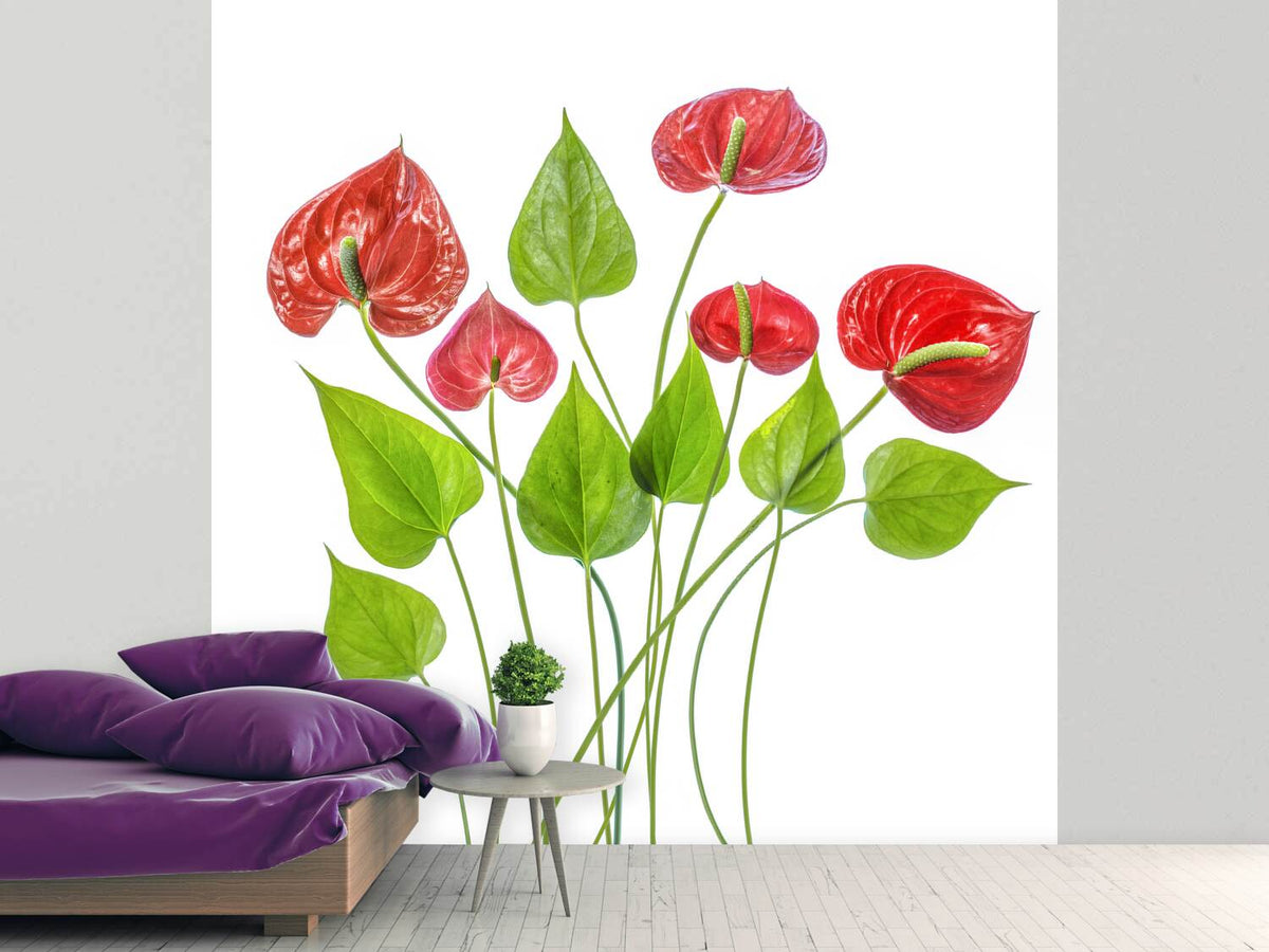 photo-wallpaper-anthurium