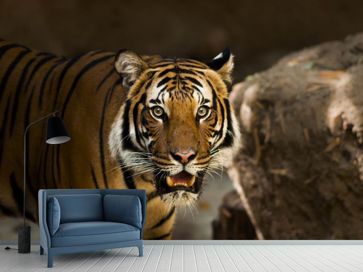 photo-wallpaper-sibirian-tiger