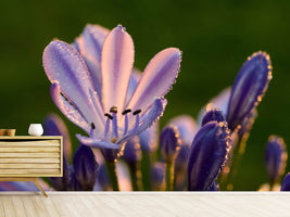 photo-wallpaper-ornamental-lilies-with-morning-dew