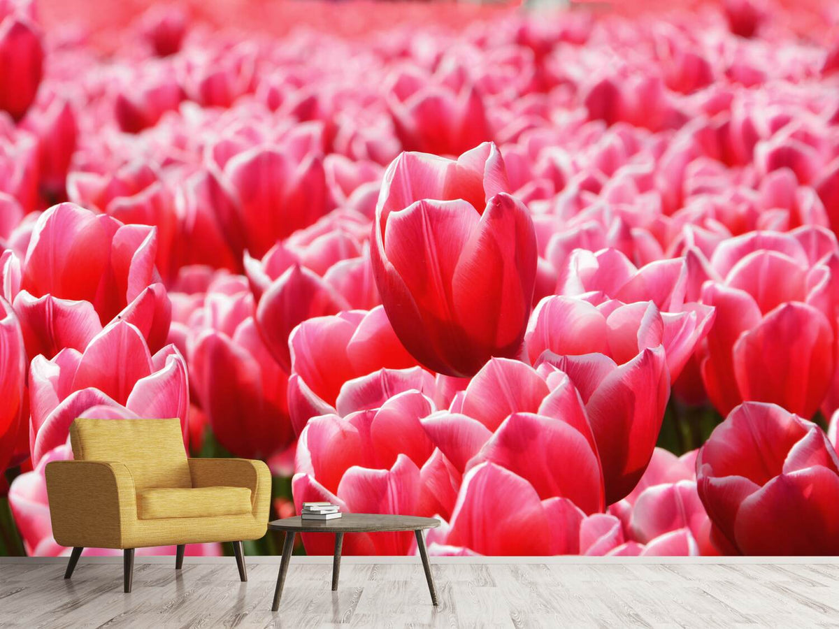 photo-wallpaper-happy-tulip-field