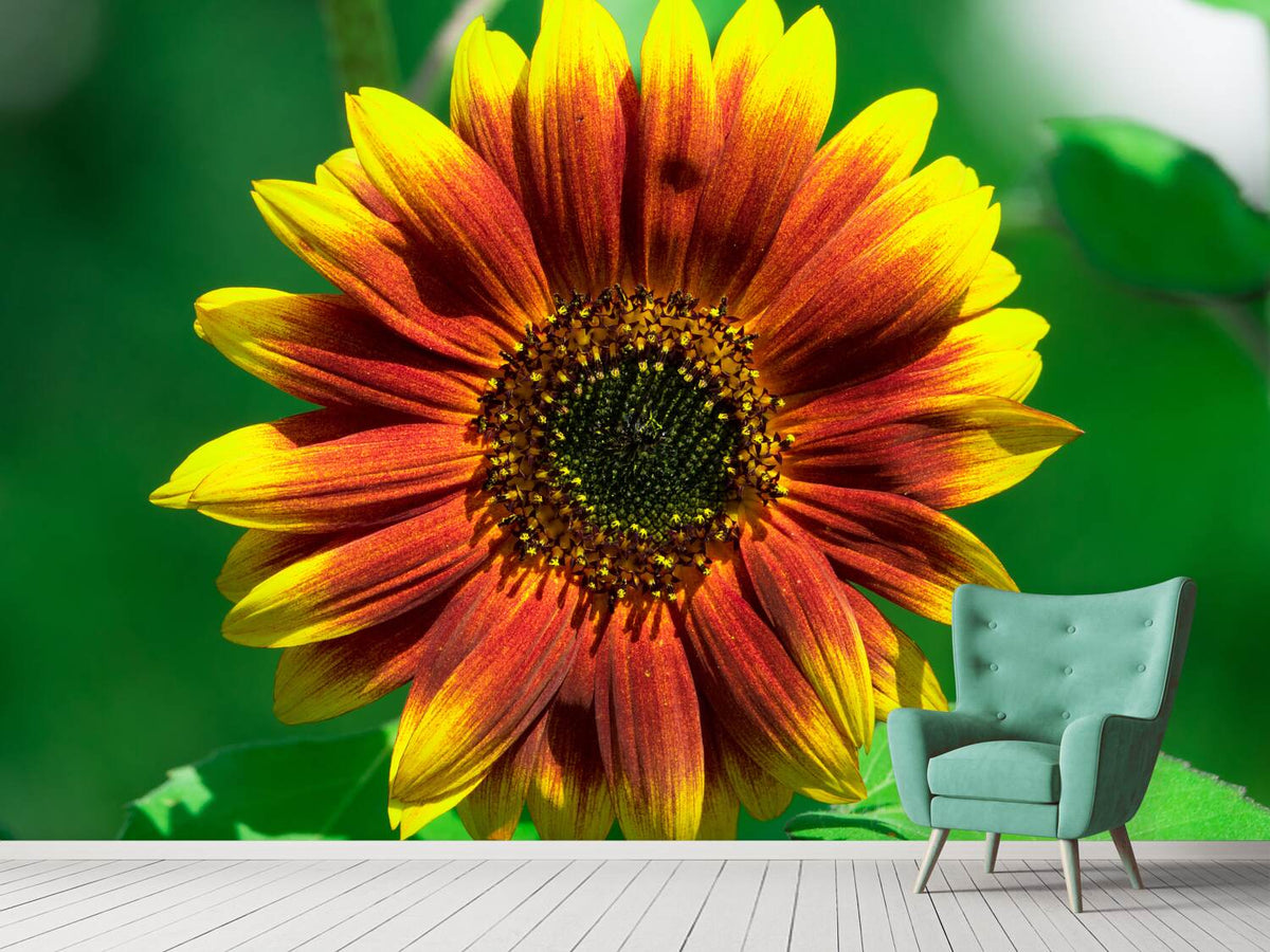 photo-wallpaper-colorful-sunflower