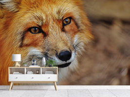 photo-wallpaper-the-fox