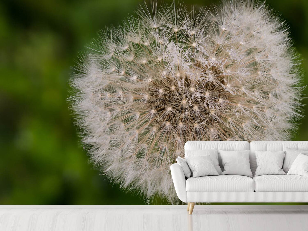 photo-wallpaper-the-dandelion-in-nature