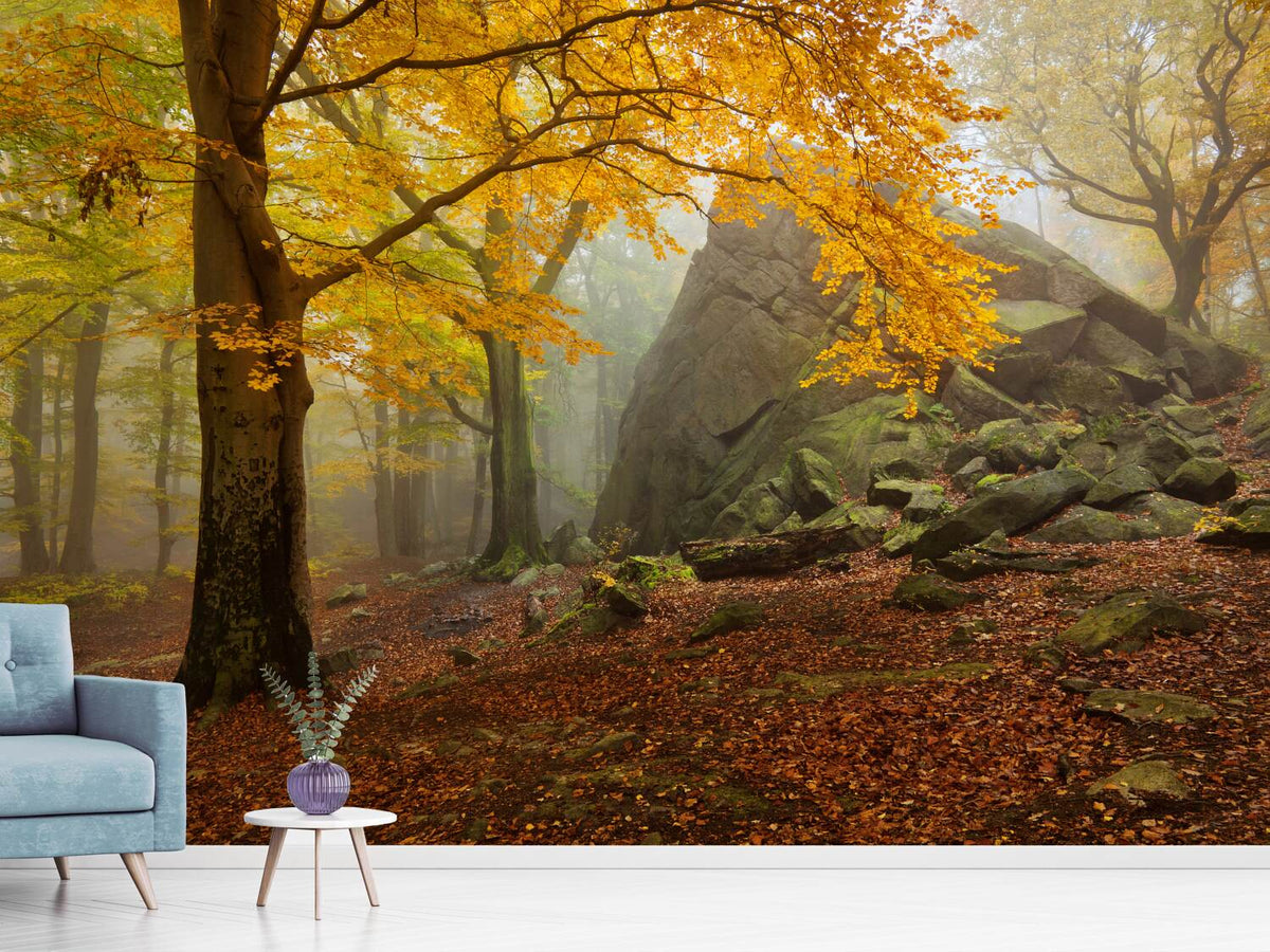 photo-wallpaper-autumn-forest-x