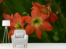 photo-wallpaper-lilies-in-orange