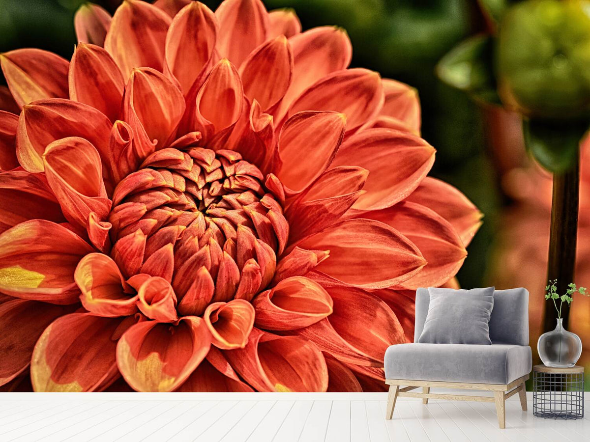 photo-wallpaper-painting-of-a-dahlia