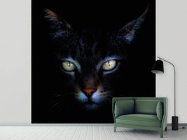 photo-wallpaper-cat